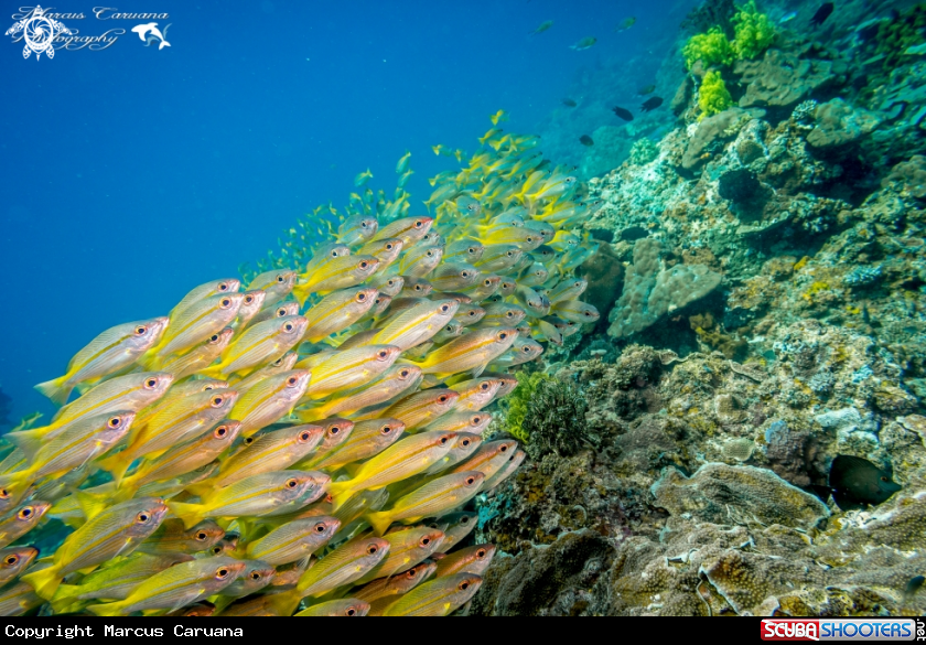 A Fish School