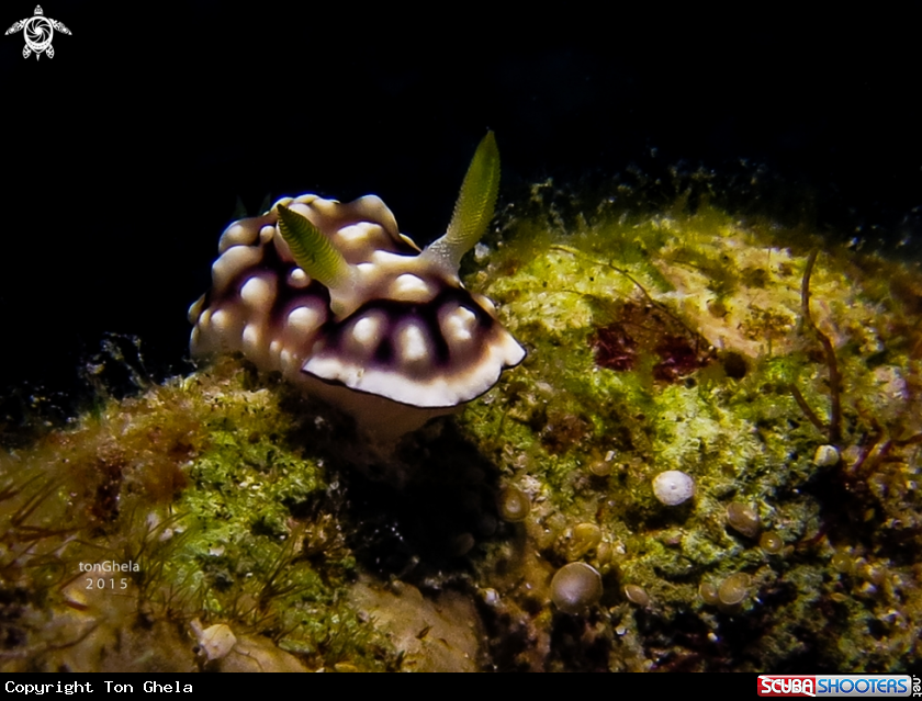 A Nudibranch