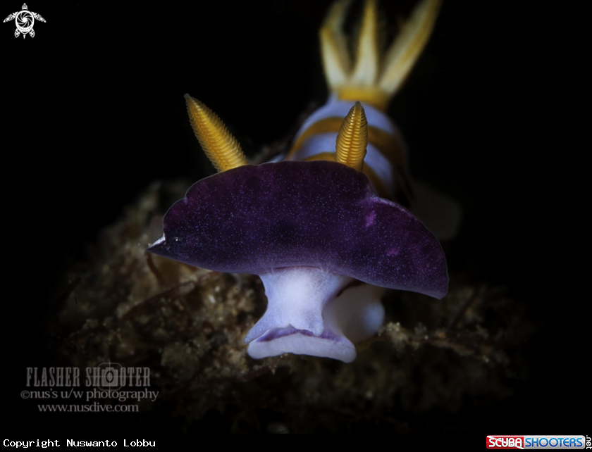 A Nudibranch