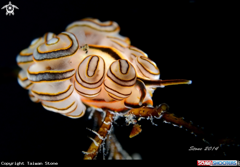 A Nudi