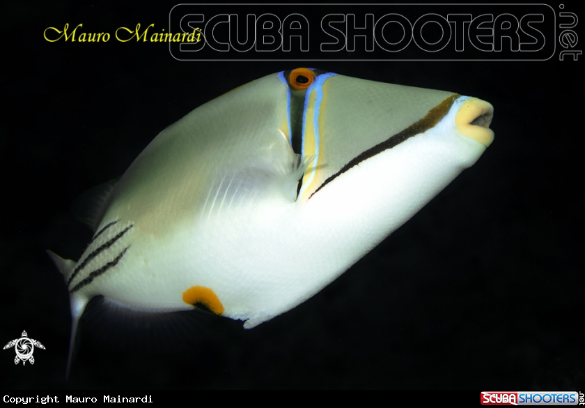 A Picasso triggerfish