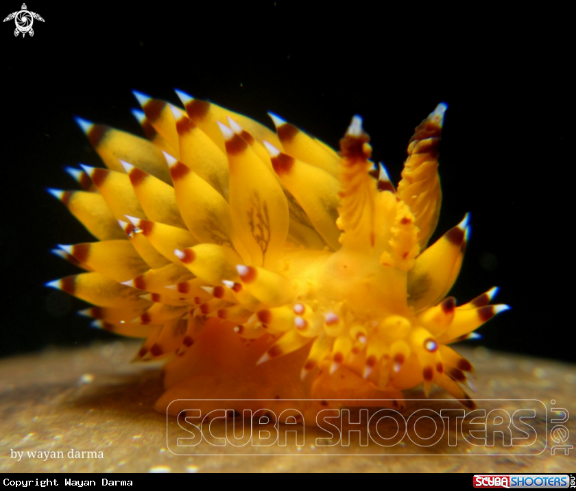 A Janolus sp