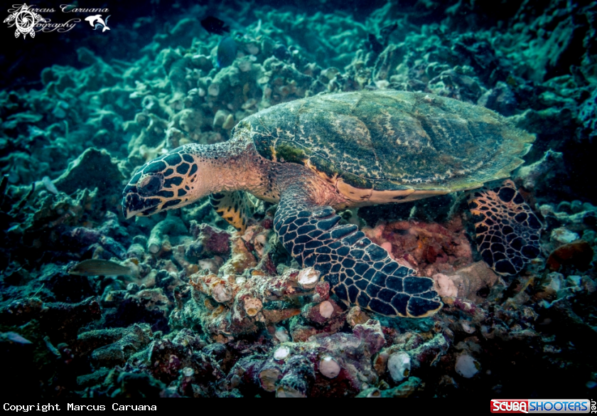 A Hawk's Bill Turtle