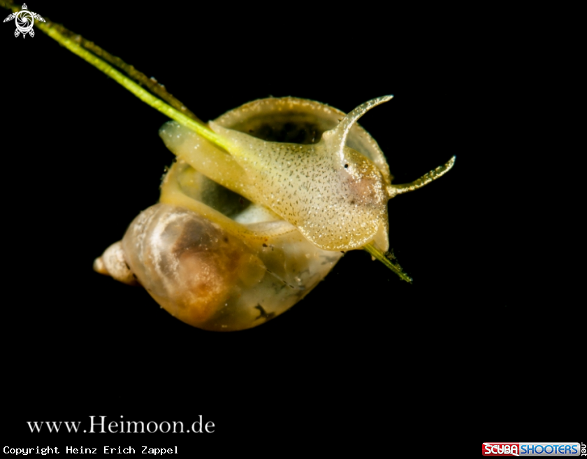 A Spitzschlammschnecke