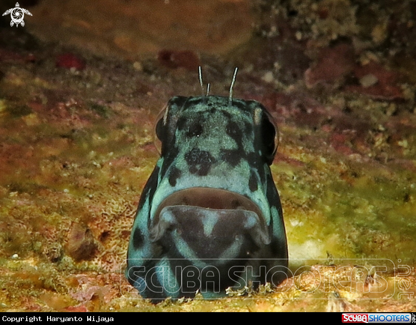 A Blenny fish