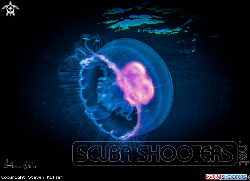 A Jellyfish