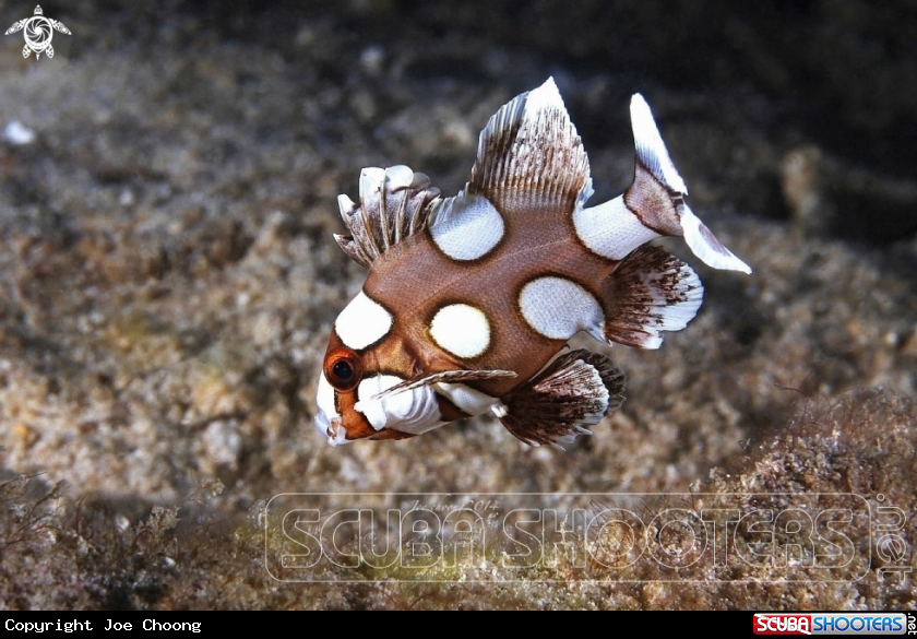 A Spotted sweetlips juvenile 