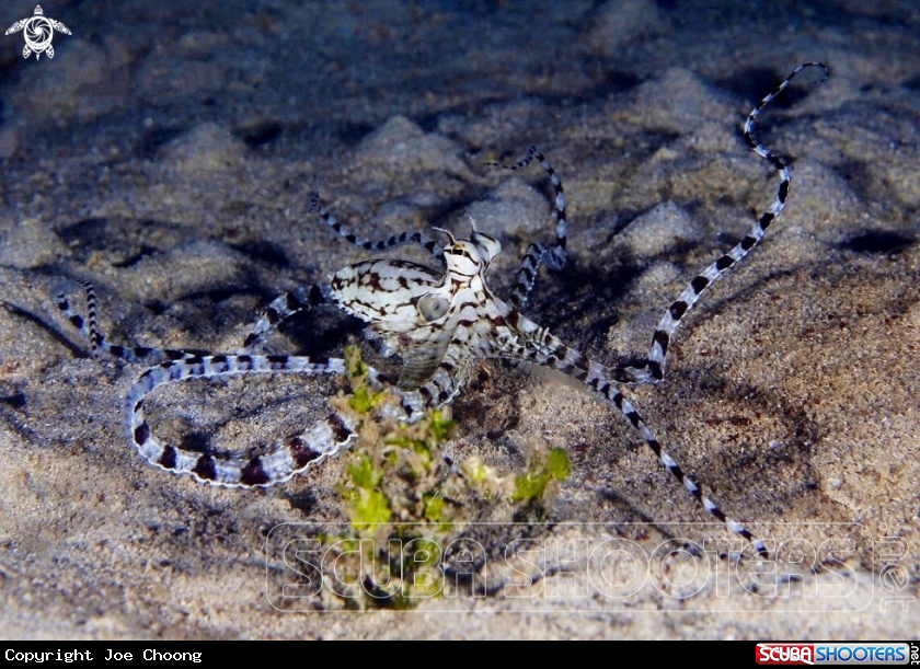 A Mimic octopus