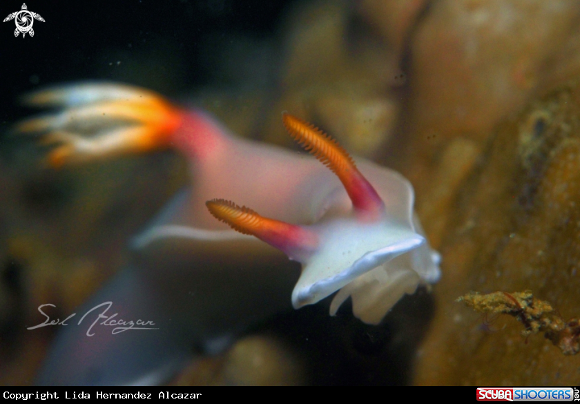A Nudibranch