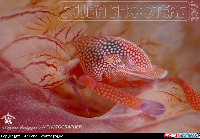 A Periclimenes imperator