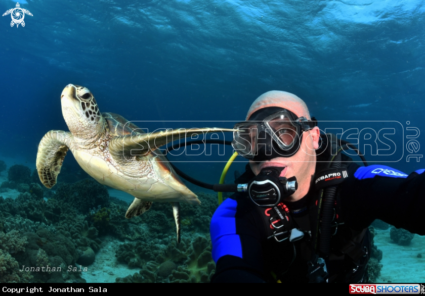 A Green Turtle