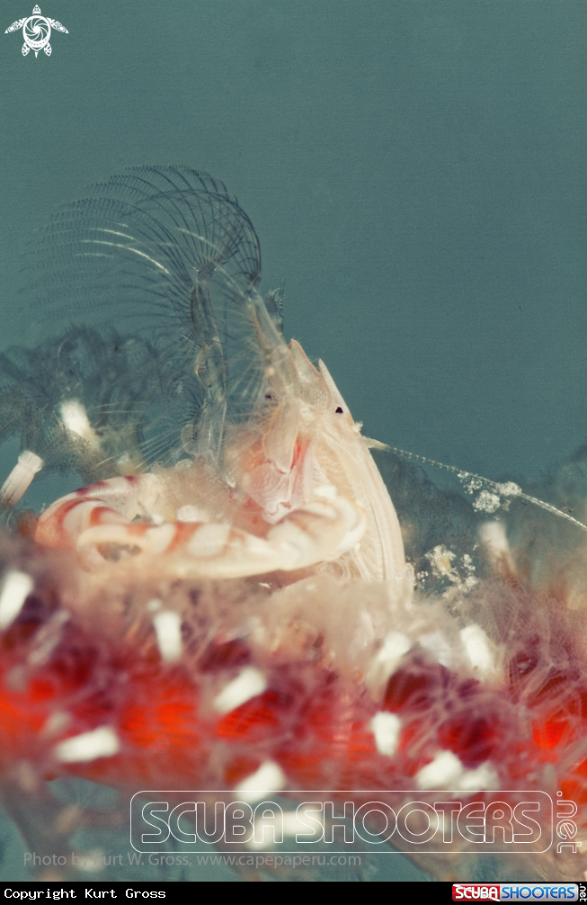 A Porzellan Crab