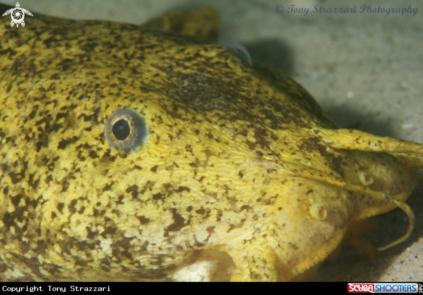 A Estuarine Catfish