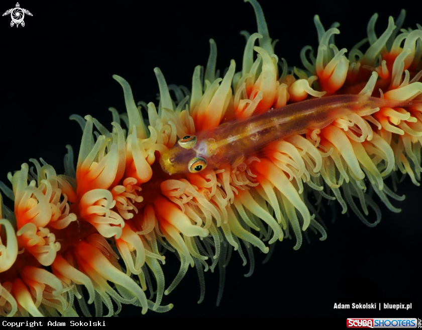 A Goby