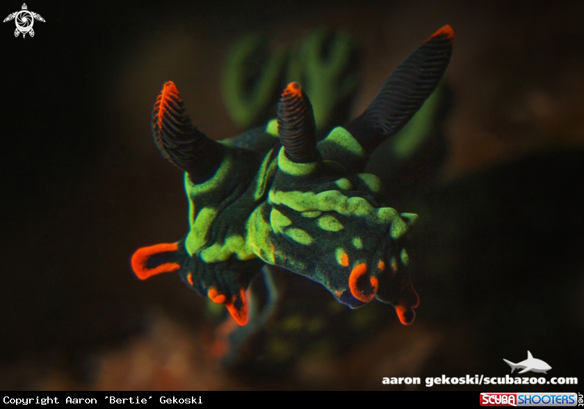 A Nembrotha kubaryana