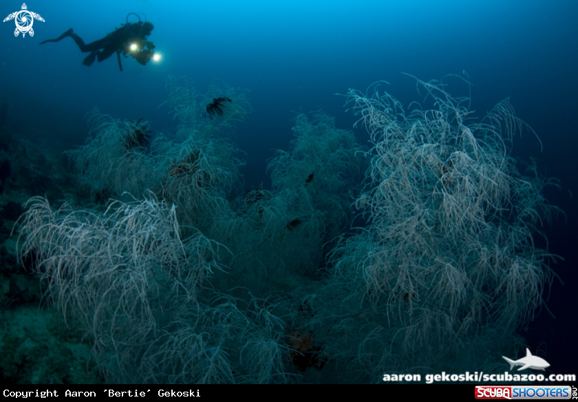 A Black coral