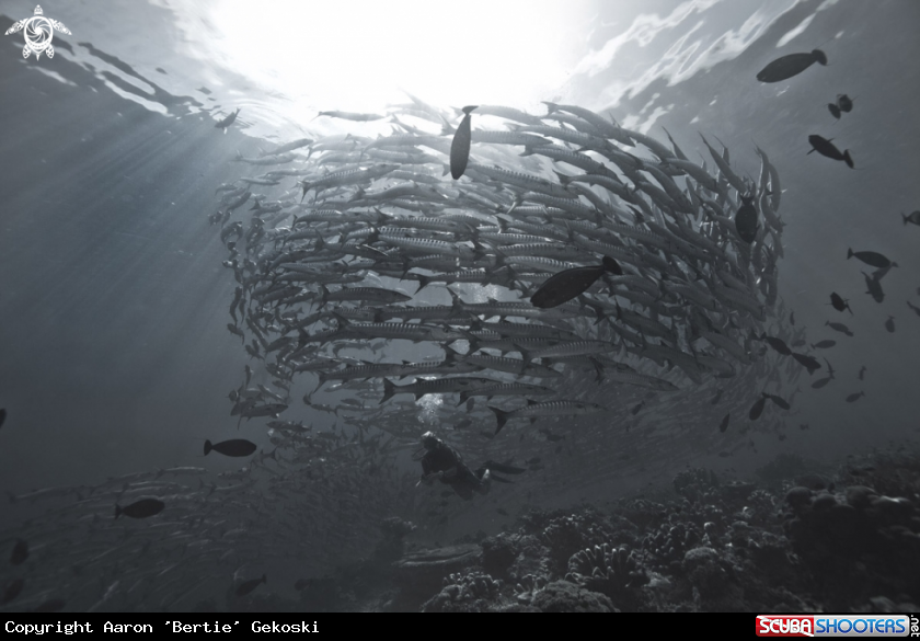 A Barracuda