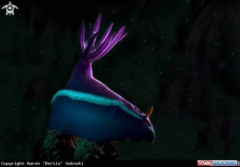 A Nudibranch