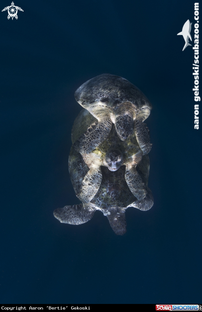 A Green turtles
