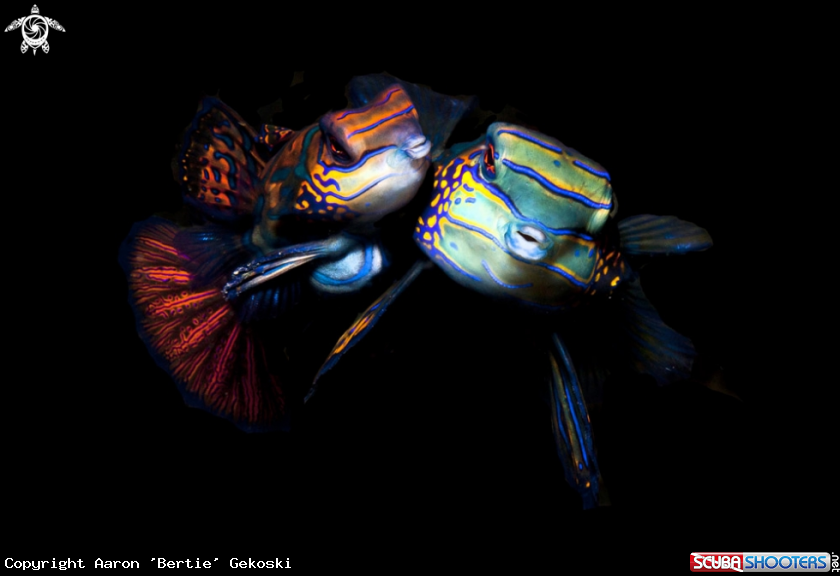 A Mandarinfish