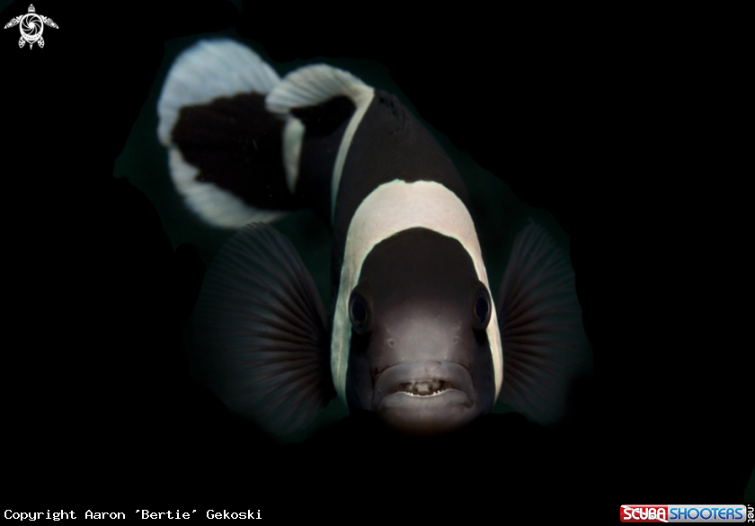 A Clownfish