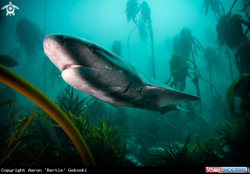 A Kelp forest