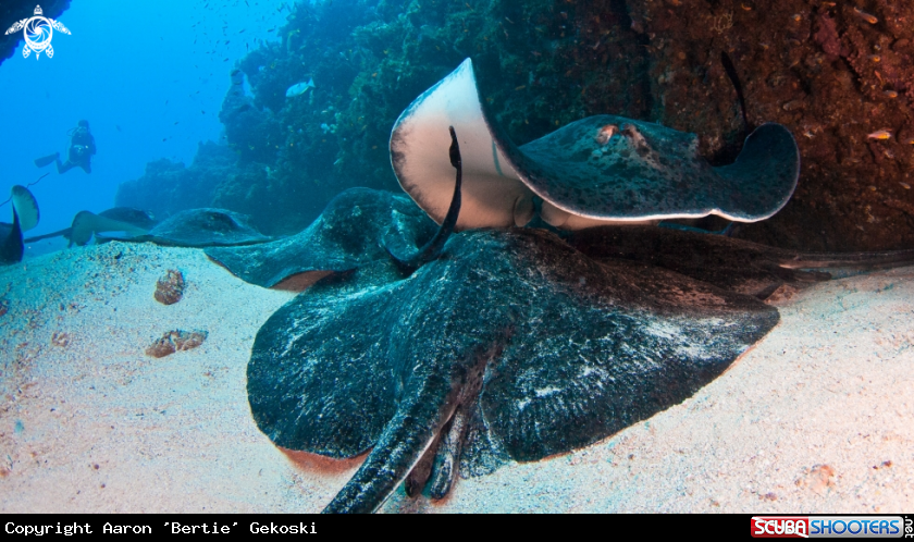 A Blotched fantail rays