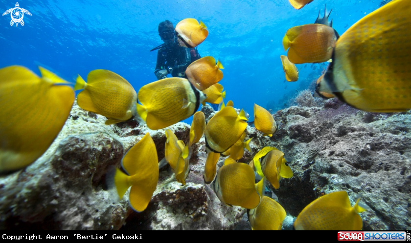 A Butterflyfish
