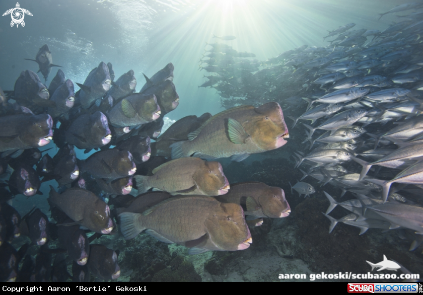 A Bumphead parrotfish and jackfish