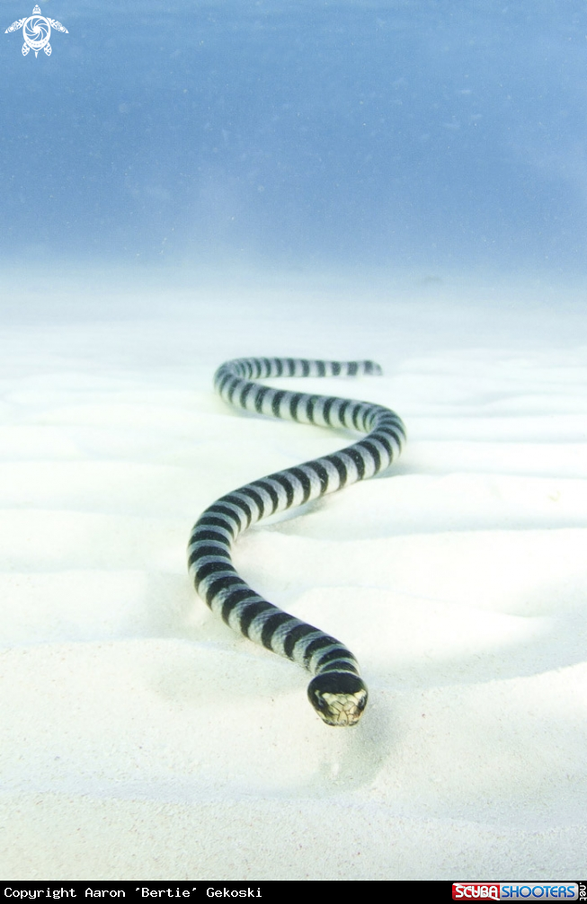 A Seasnake