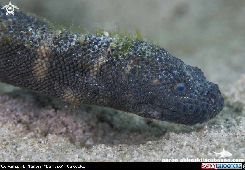 A Elephant trunk sea snake