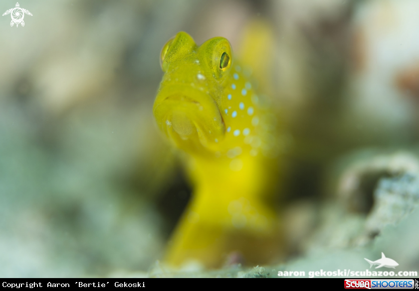 A Yellow blennie