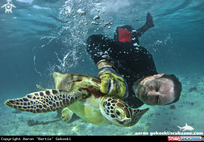 A Green turtles