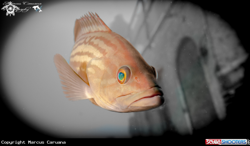 A Grouper