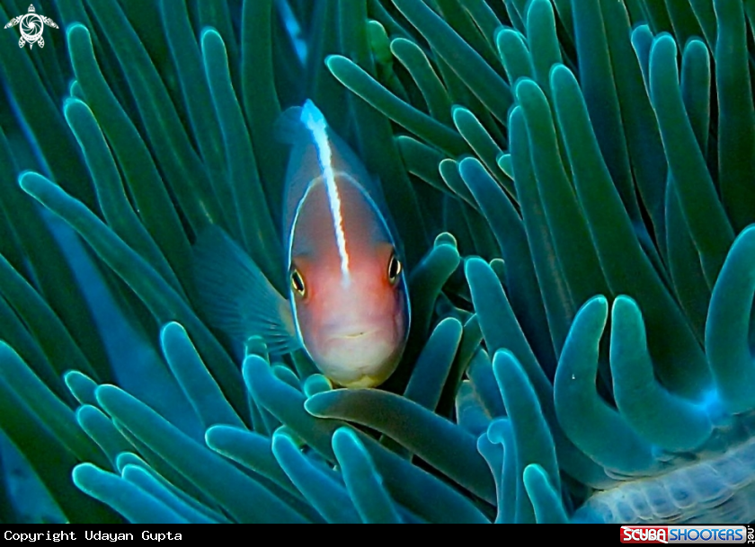 A Clown Fish