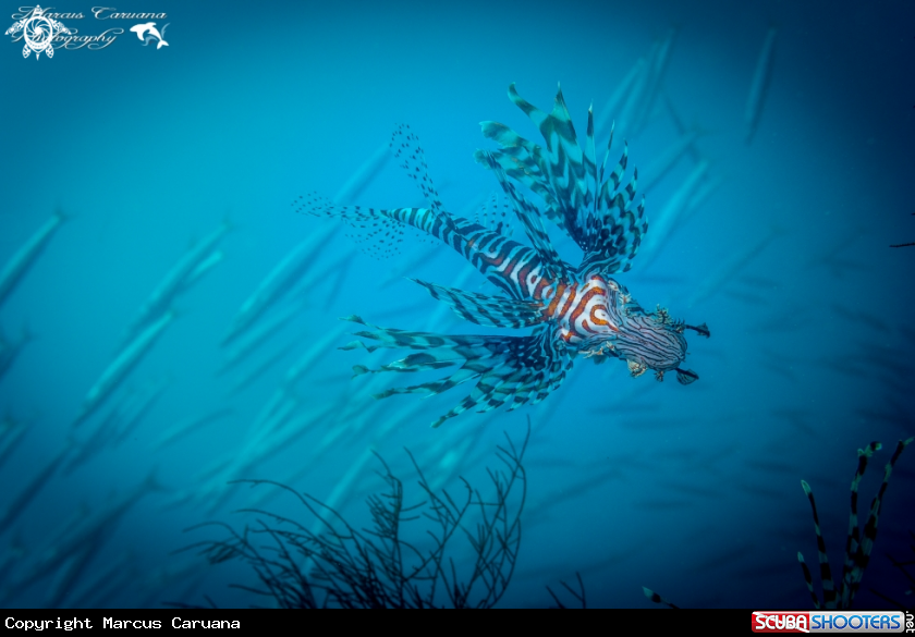 A Lion Fish 