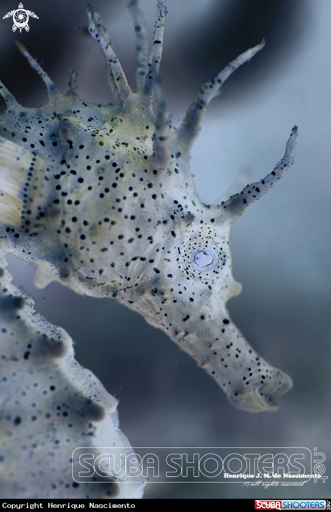A Seahorse