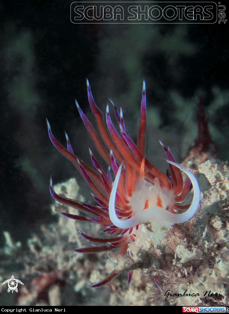 A Cratena 