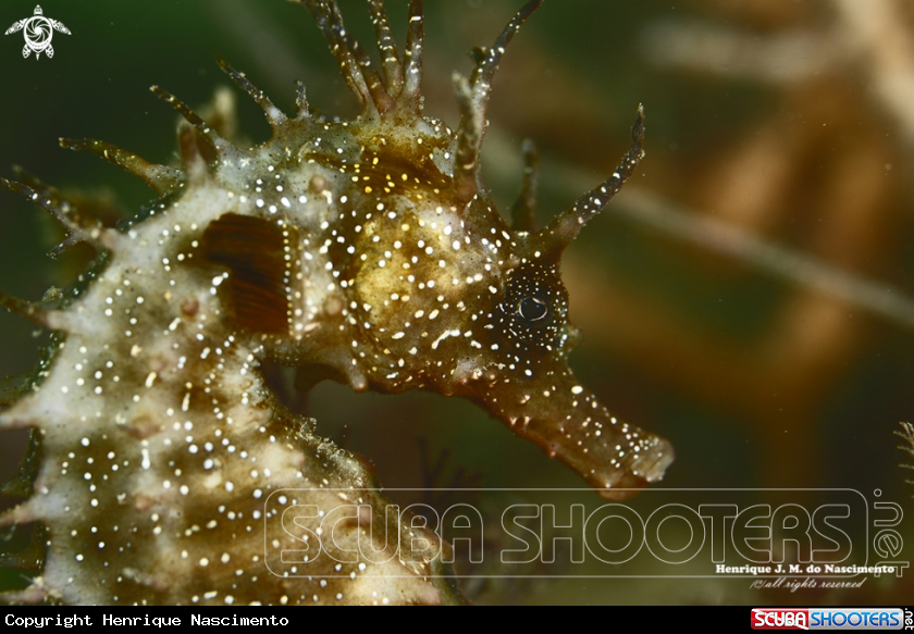 A SeaHorse