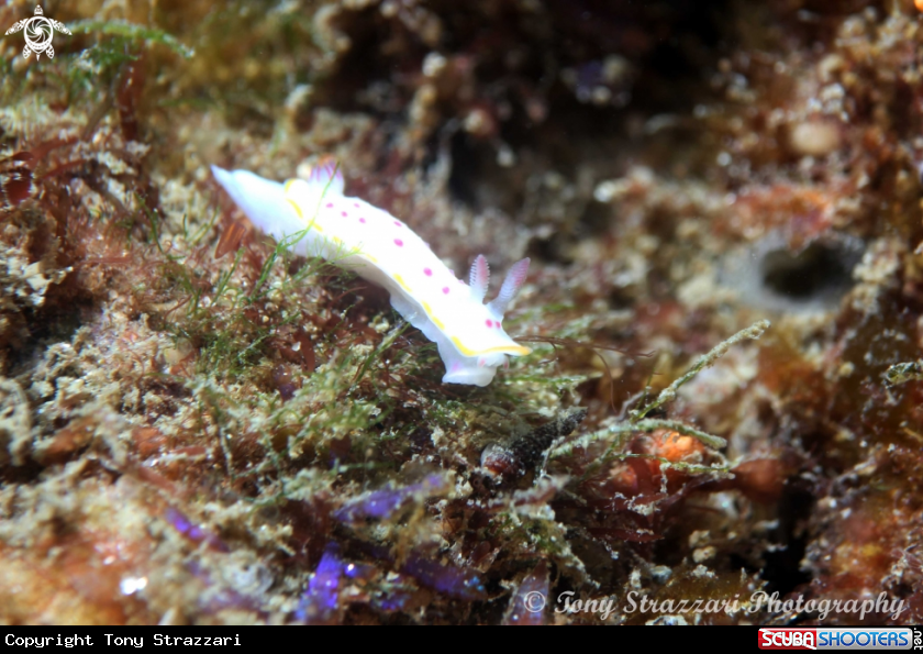 A Festive Mexichromis