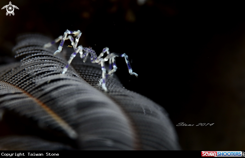 A Sea spider