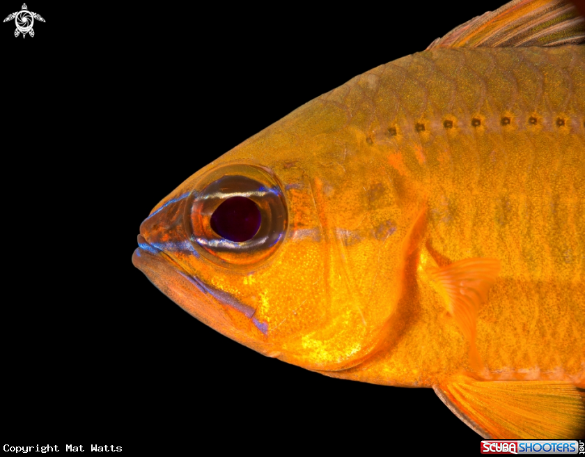 A Ringtailed Cardinal Fish