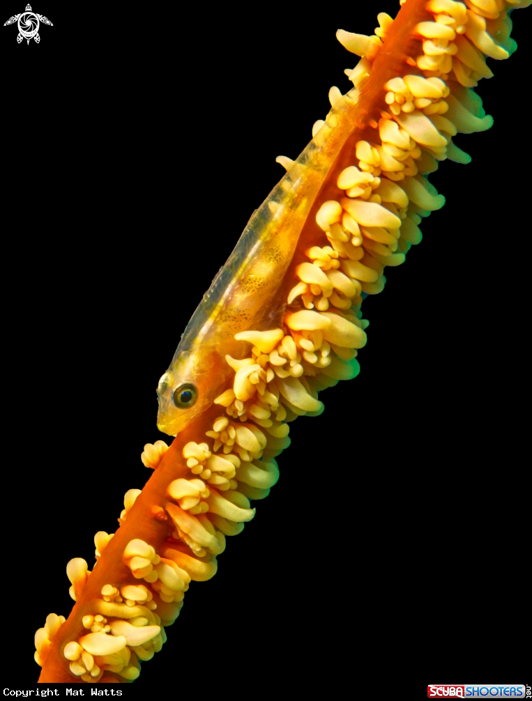 A Wire Coral Goby