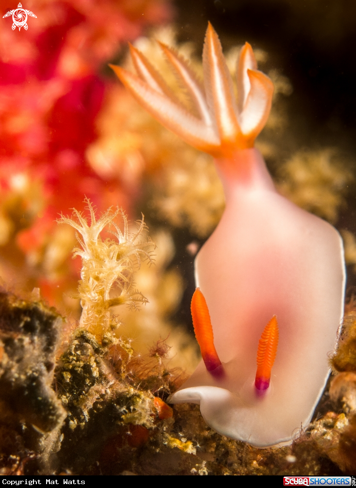 A Hypselodoris Nudibranch