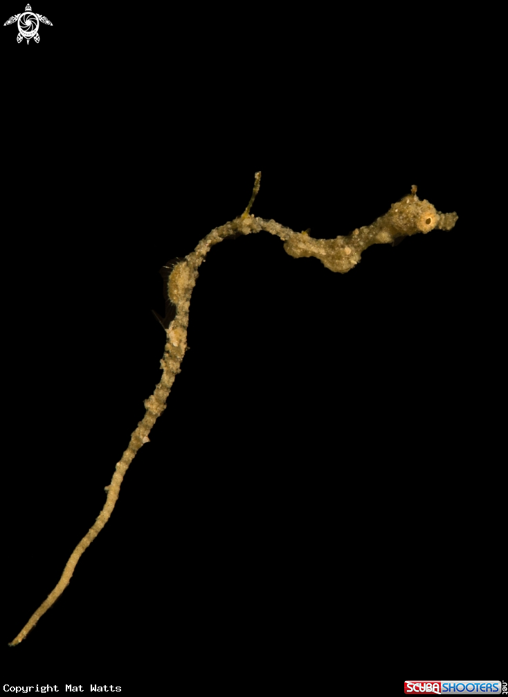 A Lembeh Seadragon (Pygmy Pipedragon)