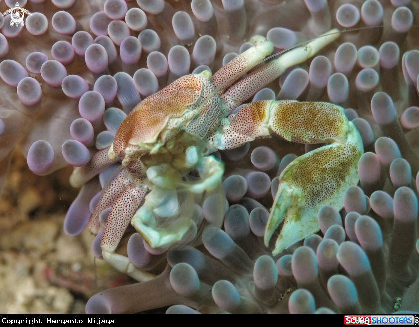 A Anemone porcelain crab