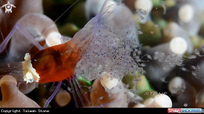 A Mushroom Coral Shrimp