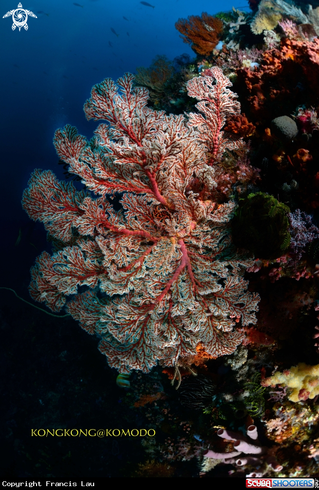 A Gorgonians