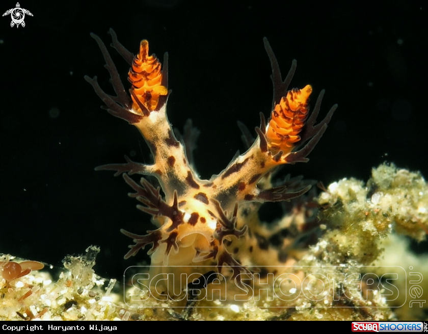 A Dendronotus 