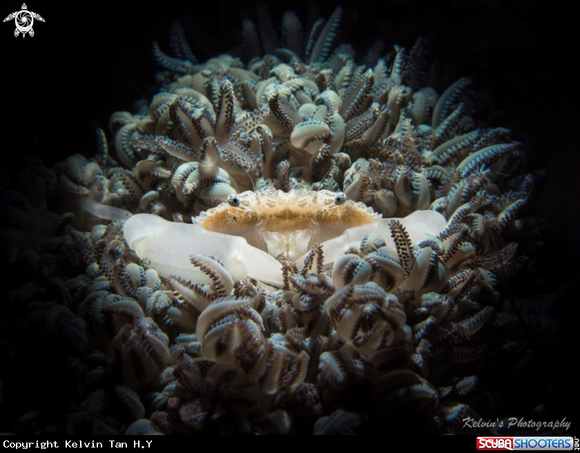 A Coral crab